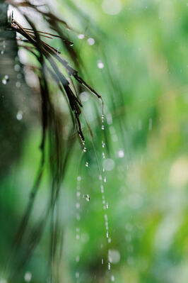 Keywords: dpz,water drops