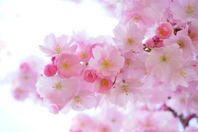 Keywords: how to use water in painting flowers,painting cherry blossoms