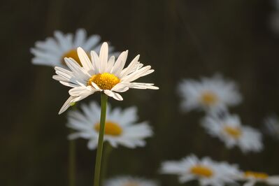 Keywords: dasey,flowers,daisy