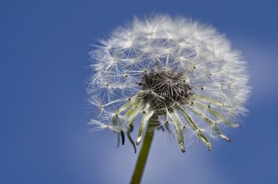 Keywords: painting dandelions