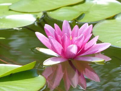 Keywords: lily,flower,reflection