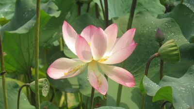 Keywords: flower,lily,pond,lily pads