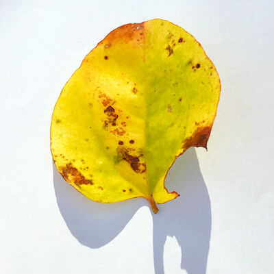 Keywords: yellow leaf,brown spots