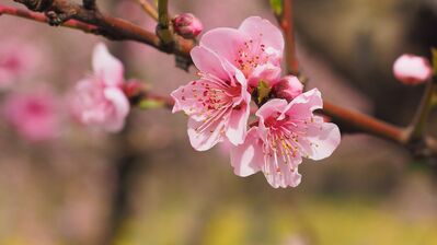 Keywords: flowers,Watercolor painting of Cherry Blossom - 49:00