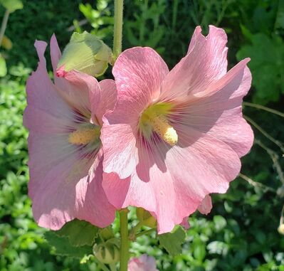 Keywords: hollyhock,flowers