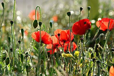 Keywords: red flowers