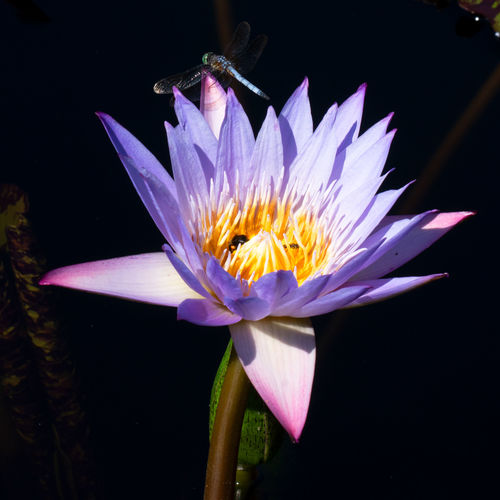 Keywords: purple flower,waterlily,dragonfly,dark background