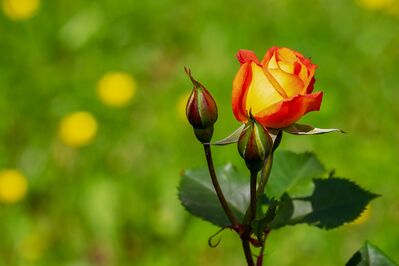 Keywords: flower,green background