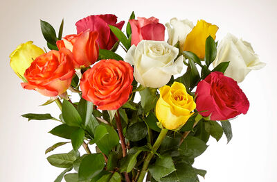 Keywords: roses,rose