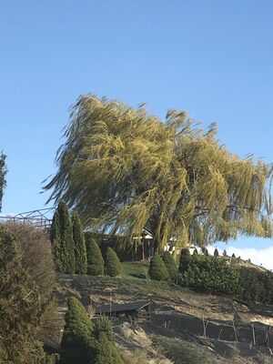 Keywords: willow tree,tree,willow,mary seaburg