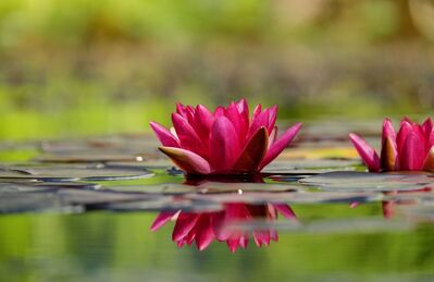 Keywords: lily,flower,reflection