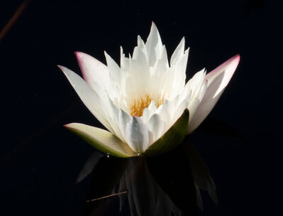 Keywords: Watercolor of a Water Lily as Negative Shapes - 25:17,flower,white