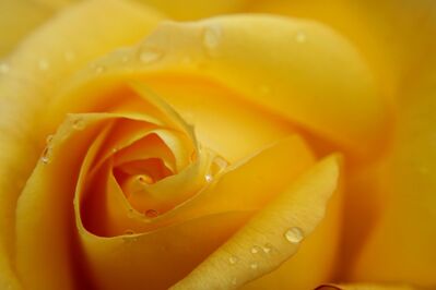 Keywords: yellow rose