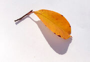 leaf~0.jpg