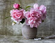 peonies.jpg