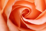 rose-5253655_1920.jpg