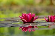 water-lilies-1442497.jpg