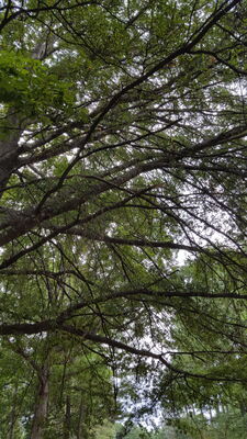 Keywords: canopy,trees,treetops,branches,overhead