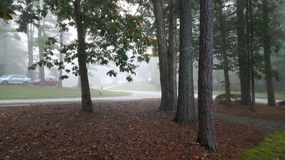 Keywords: trees,road,cars,mist,misty,fog,foggy