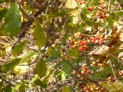 Keywords: tree,autumn,trees,red berries,vines,brambles