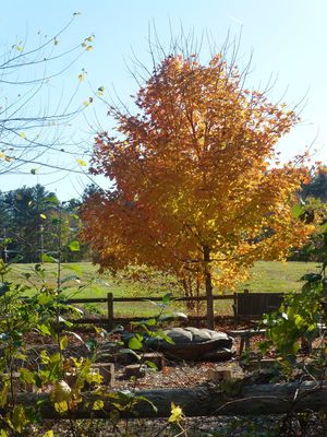 Keywords: tree,autumn,trees