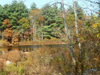 Keywords: wetland,trees