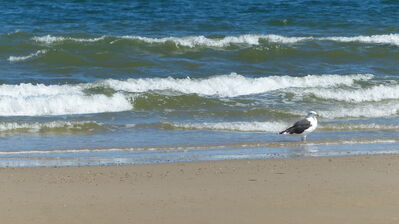 Keywords: gull,sea,shore,seashore,waves