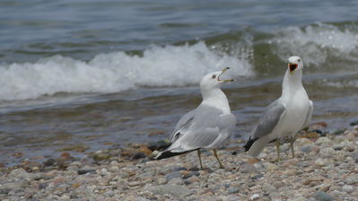 Keywords: squalking seagulls,birds,ocean,beach