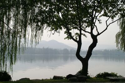 Keywords: tree,willow,mist,lake