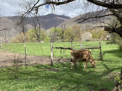 Keywords: cow,field,hills,trees,fence