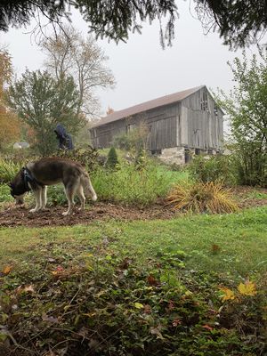 Keywords: farm,dog,house,boy,garden,greenery