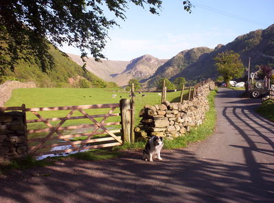 Keywords: dog,stone fence,road,farm