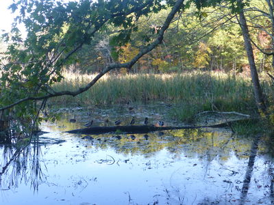 Keywords: tree,autumn,trees,lake,water