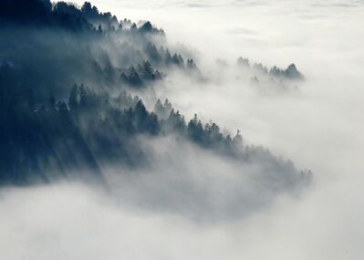 Keywords: tree,trees,fog