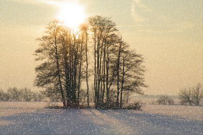 Keywords: Watercolor landscape painting of a snowy morning 37:03,sunlight,stand of trees,snow