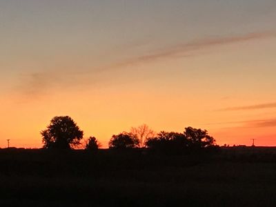 Keywords: orange sky with trees