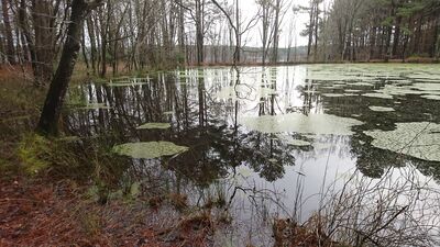 Keywords: park,pond,lake,reflection,water,trees