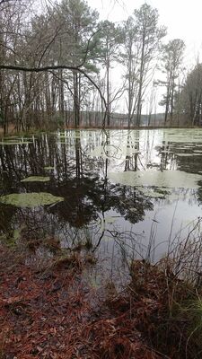 Keywords: park,pond,reflection,tall trees,lake,water