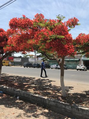 Keywords: red flowers