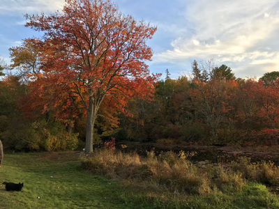 Keywords: red tree by water