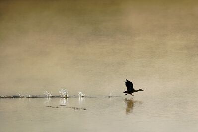 Keywords: duck,water,flying,take-off,reflection,puddles