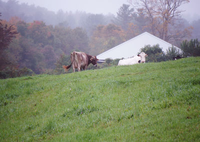 Keywords: painting a cow - suggestion 1,painting a cow -suggestion 2