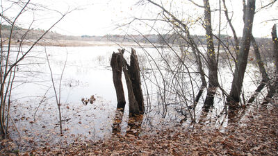 Keywords: painting two stumps in the water