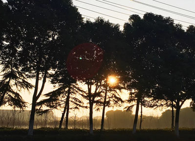 Keywords: painting the sun coming through the trees