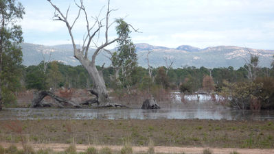 Keywords: painting an old tree by the rivers edge