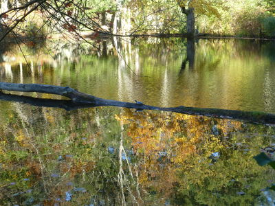 Keywords: reflections of trees,log,lake,pond