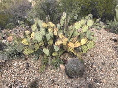 Keywords: small bunch of cacti