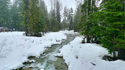 Keywords: snow,trees,Watercolor landscape painting - snowy stream using salt