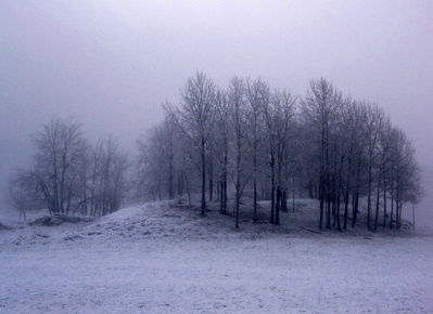 Keywords: stand of trees in winter,painting snowy trees on a hill