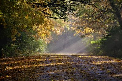 Keywords: state park road leaves
